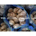 Jinxiang suministro de la fábrica fresca ajo nuevo cultivo